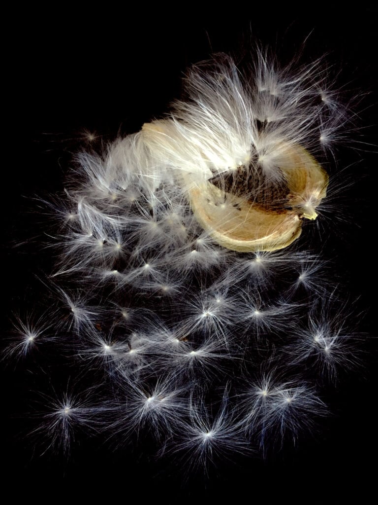 Seeding the Sky