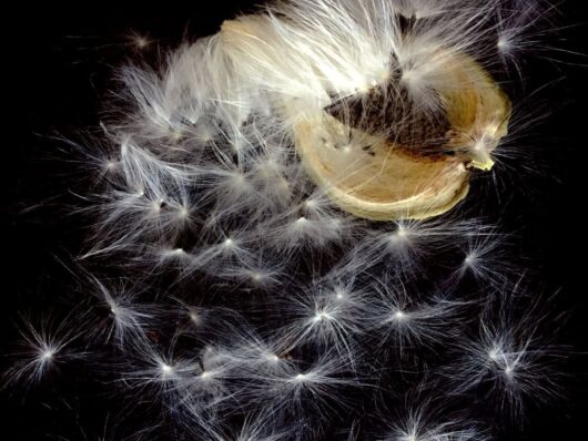 Seeding the Sky