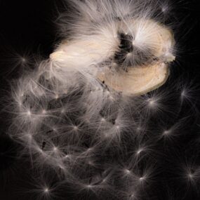 Dreaming Star