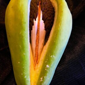Grenadilla Passiflora 